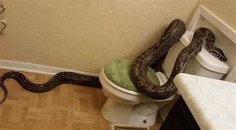 家裡出現蛇怎麼辦